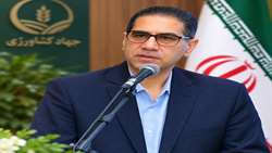 برداشت زعفران از ۹۶ هزار هکتار اراضی خراسان رضوی آغاز شد